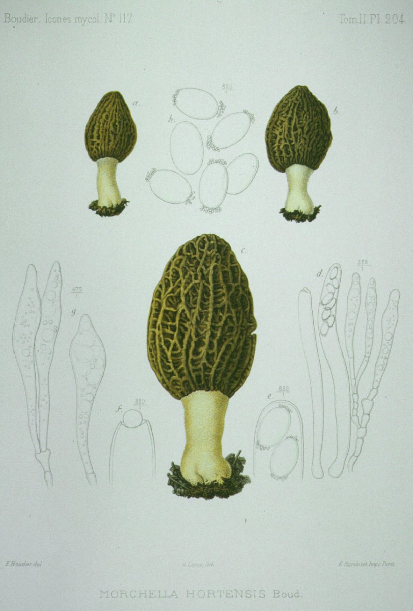 204_Morchella hortensis.jpg
