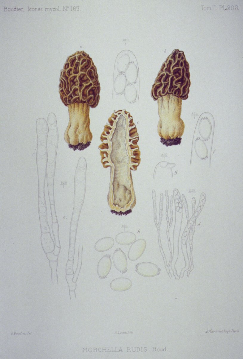 203_Morchella rudis.jpg