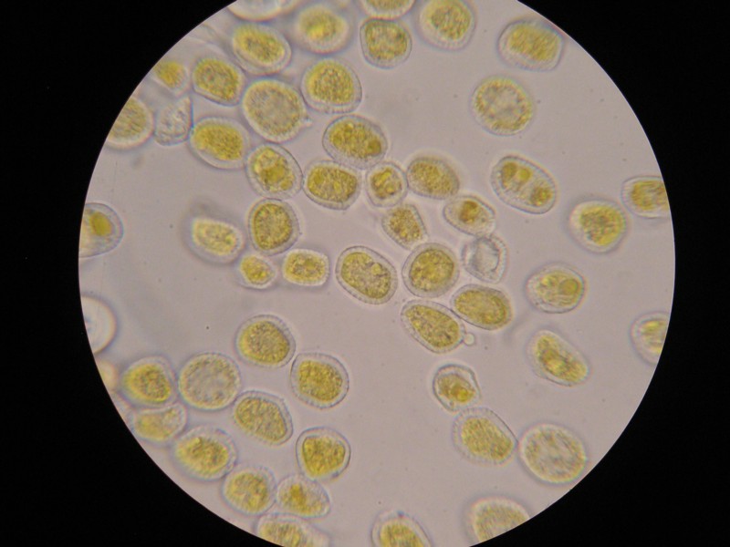 1000er Schweiz (33).JPG