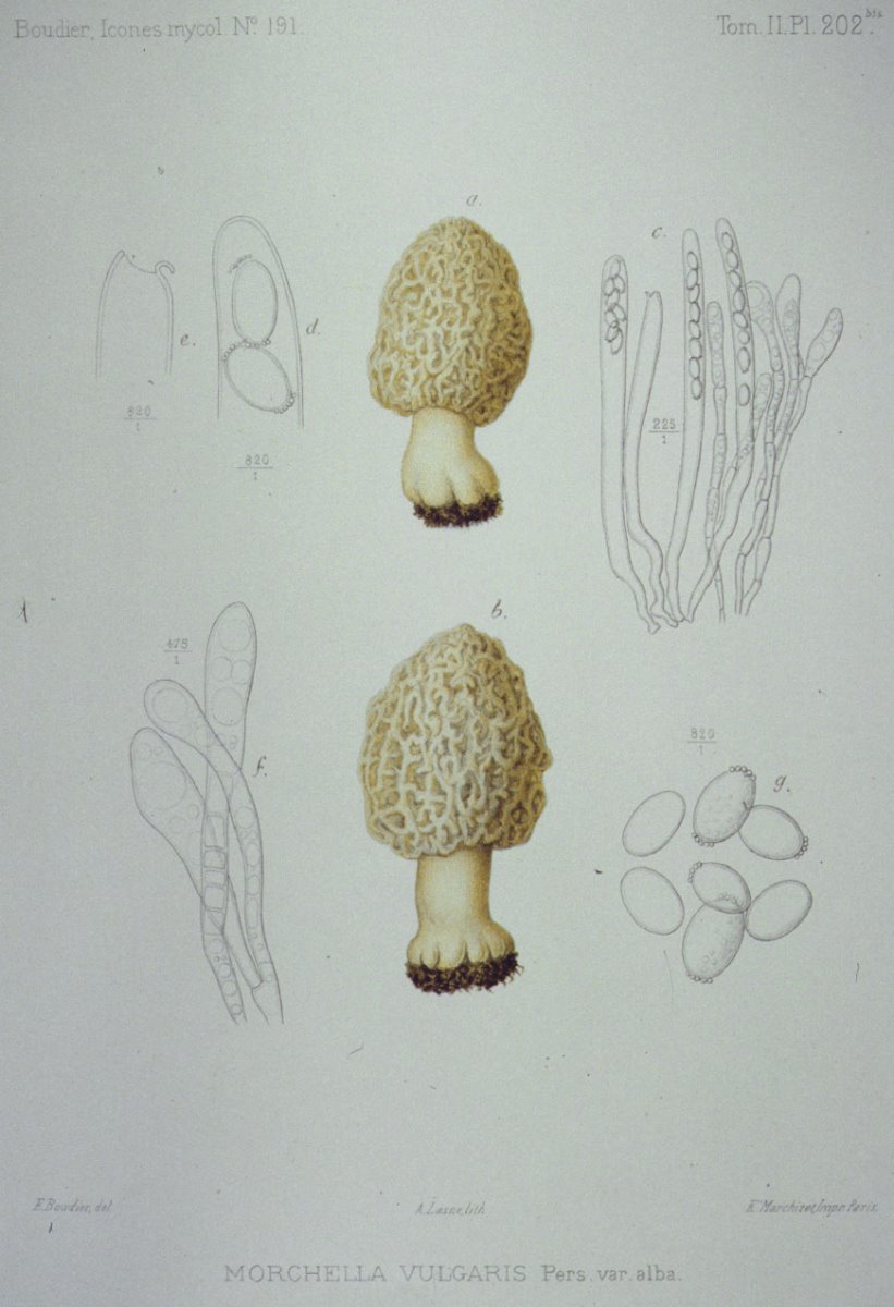 202b_Morchella vulgaris var alba.JPG
