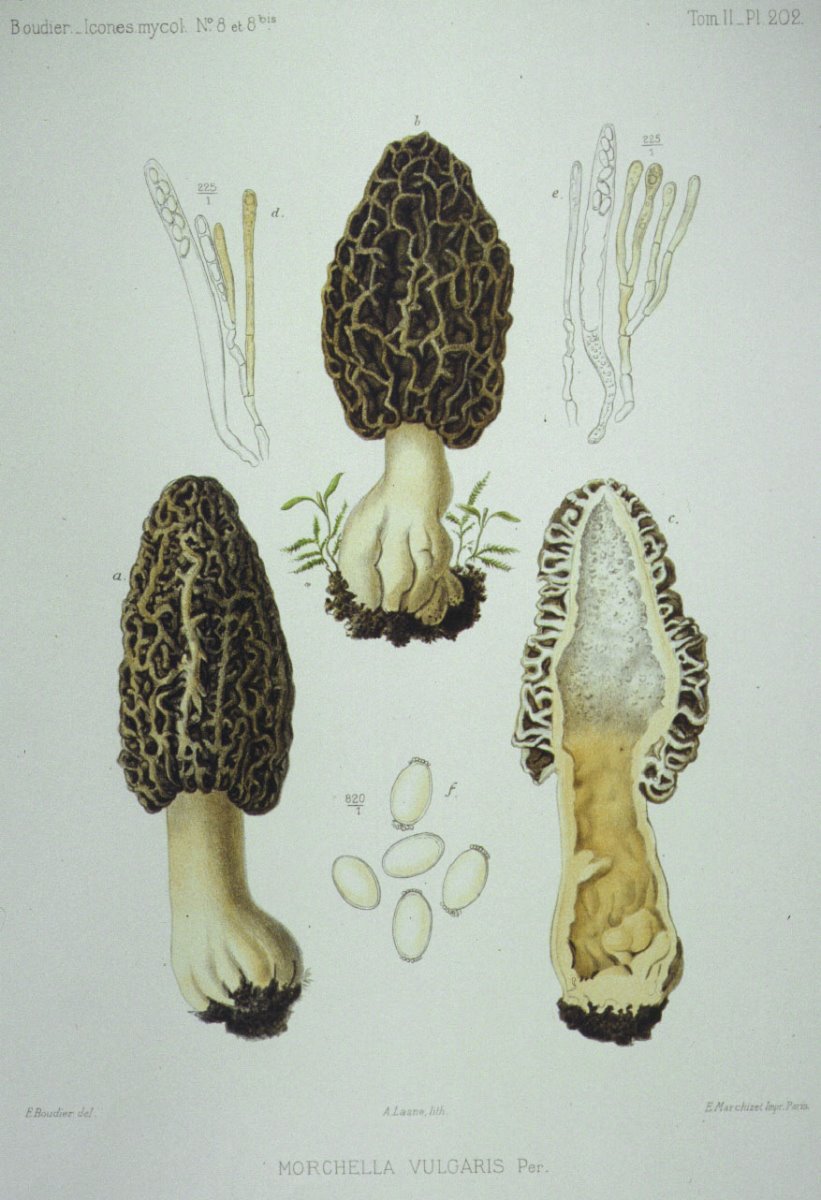 202_Morchella vulgaris.jpg