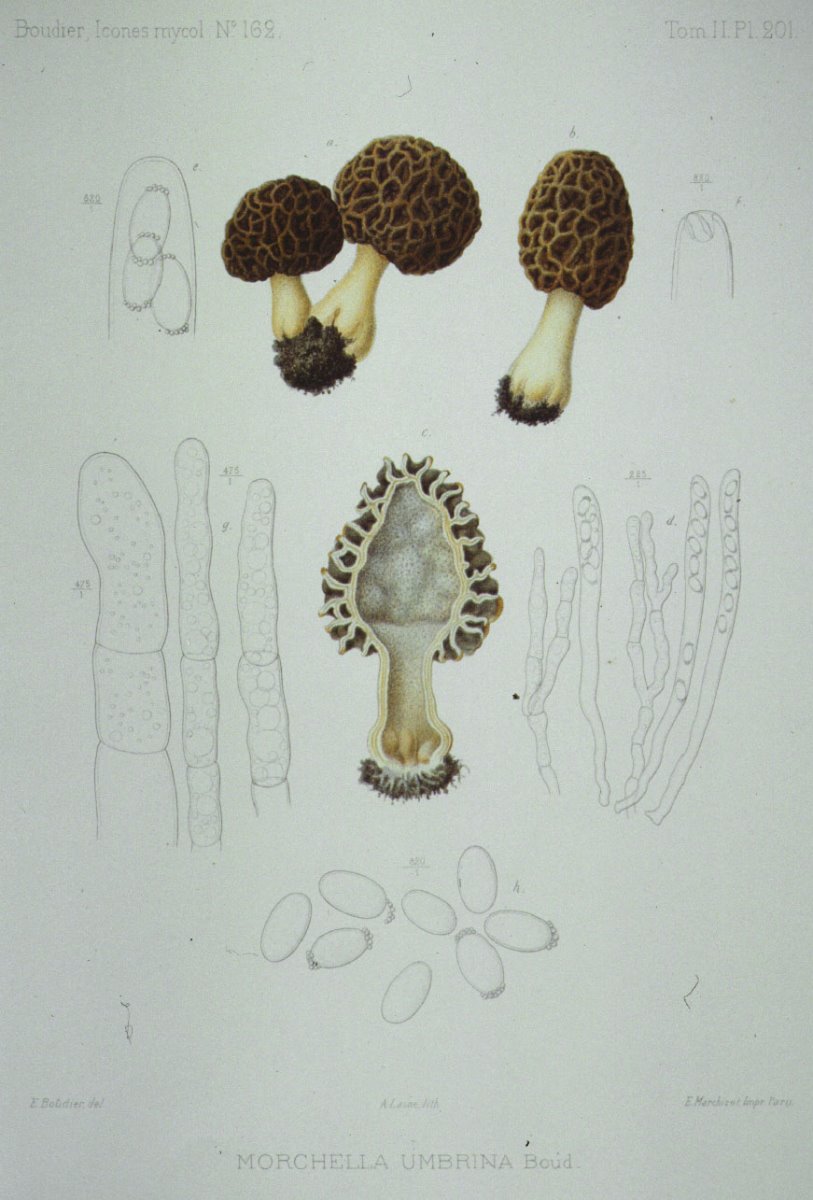 201_Morchella umbrina.jpg