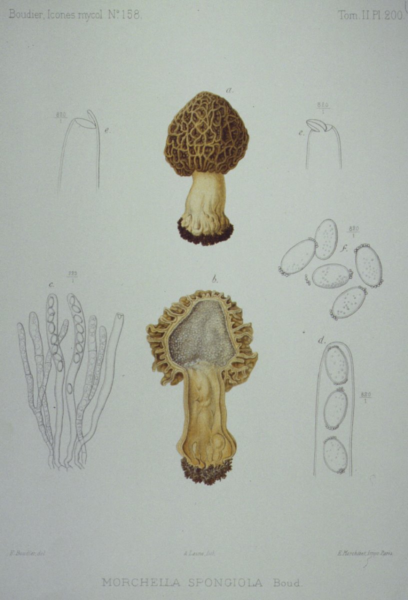 200_Morchella spongiola.jpg