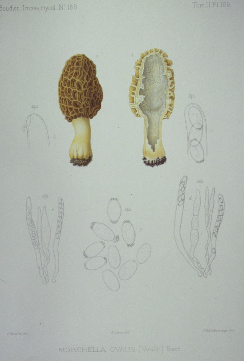 199_Morchella ovalis.jpg