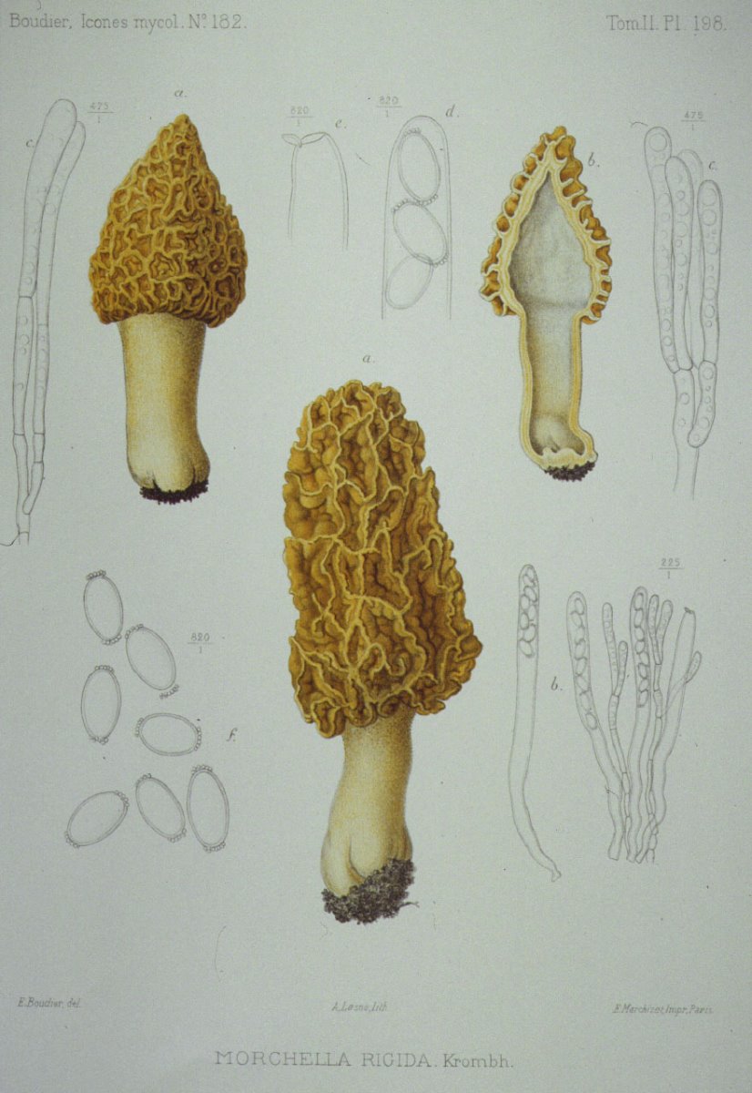 198_Morchella rigida.jpg