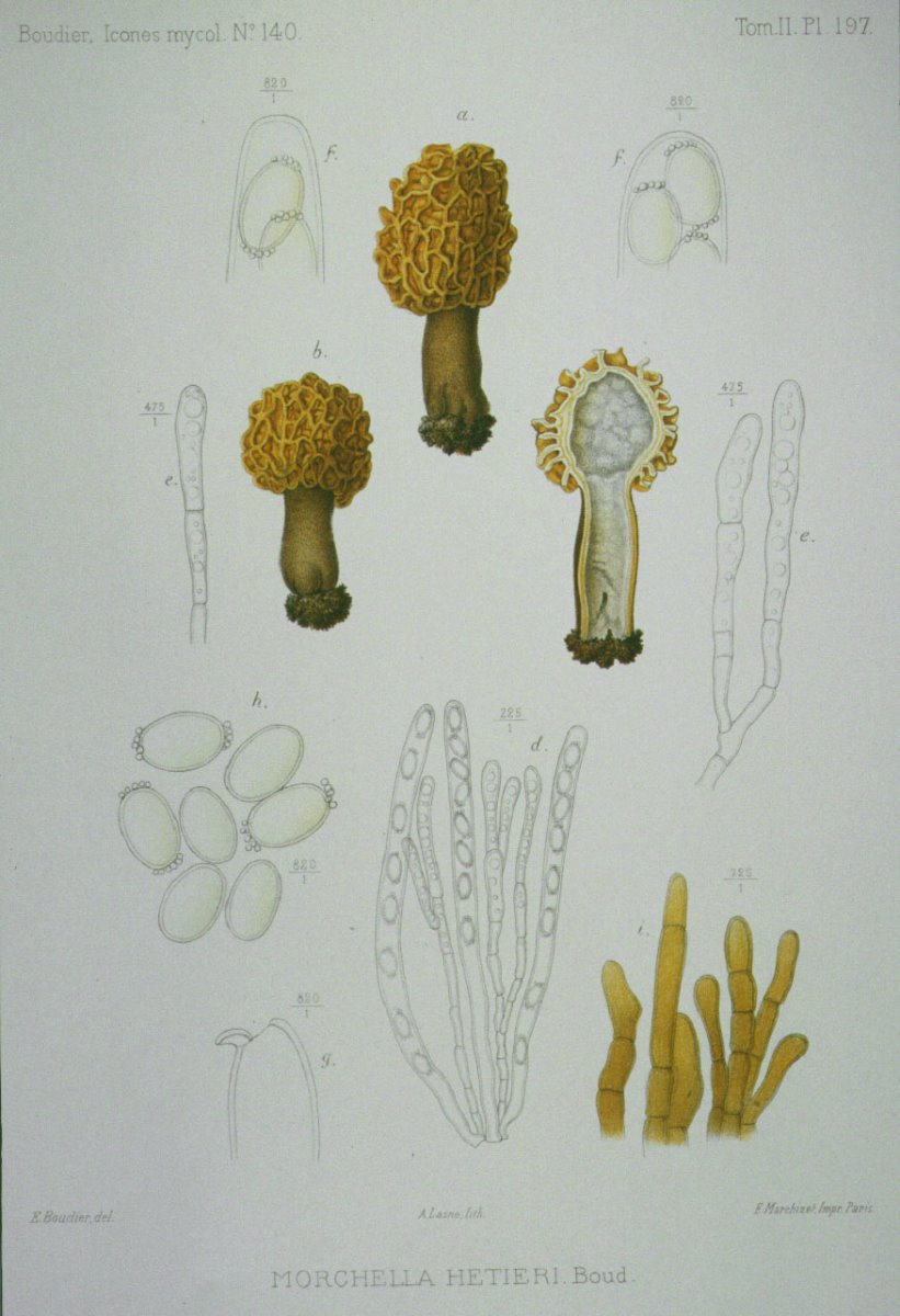 197_Morchella  hetieri.jpg