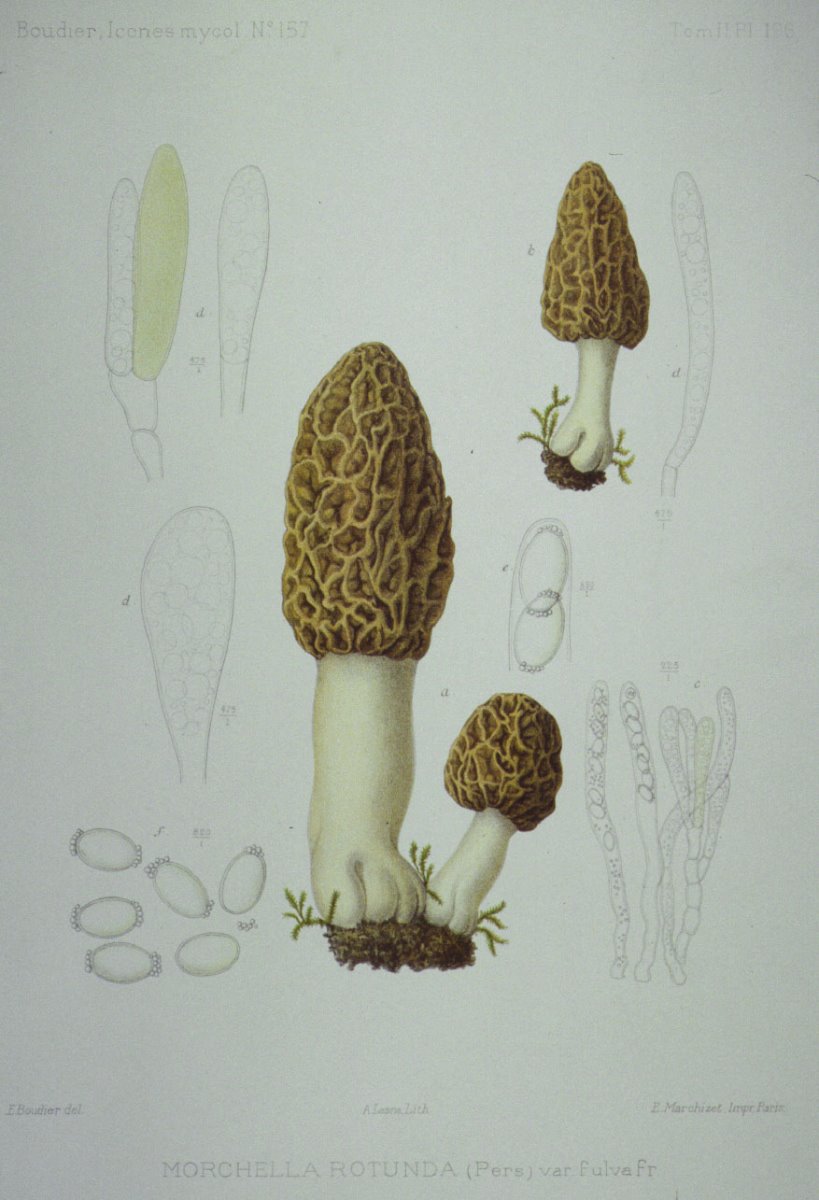 196_Morchella rotunda var fulva.jpg