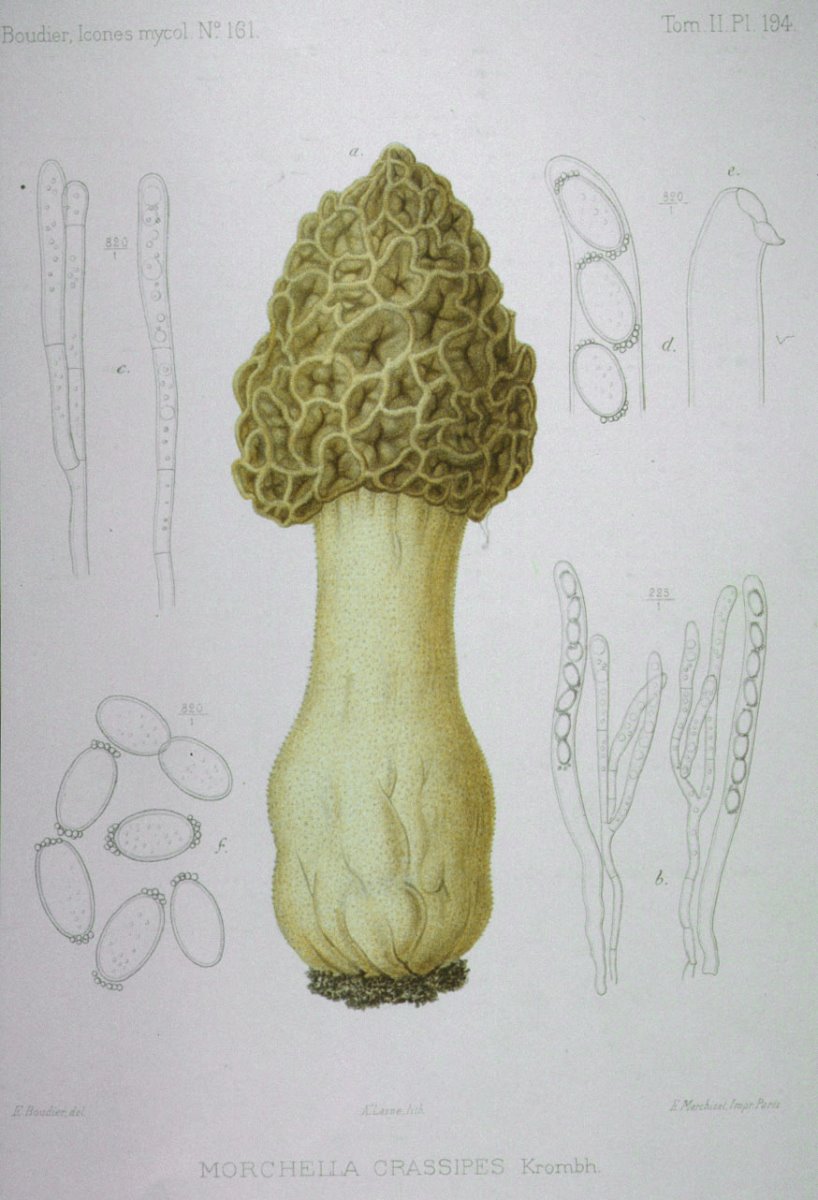 194_Morchella crassipes.jpg