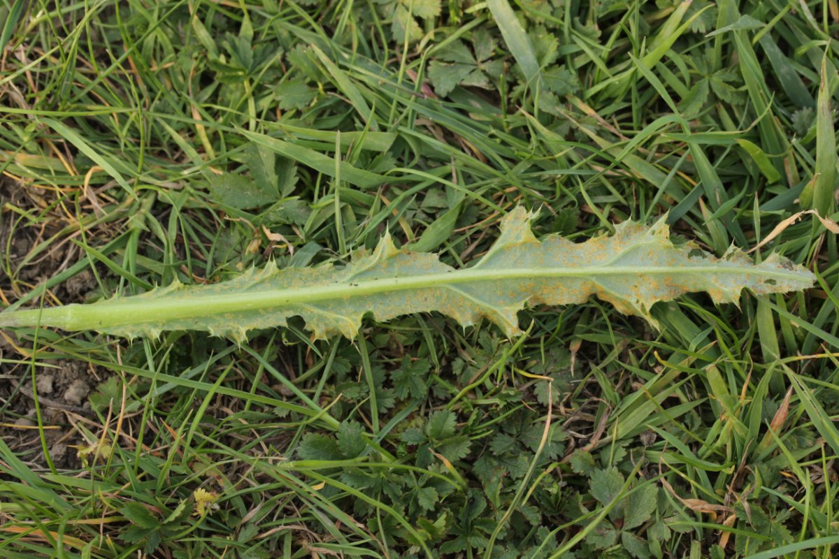 Rhein Neuenkamp-0005.jpg