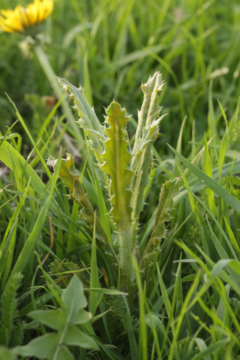 Rhein Neuenkamp-0011.jpg