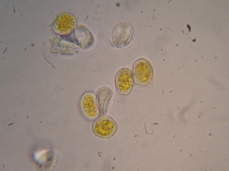 1000er Cassons (11).JPG