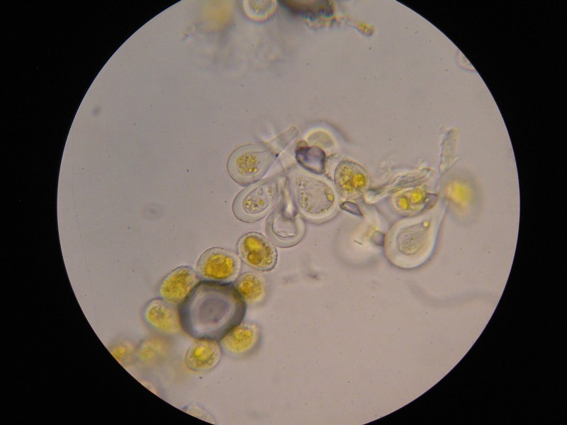 1000er Cassons (24).JPG