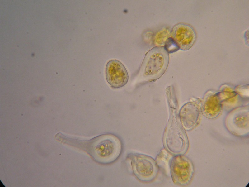 1000er Cassons (54).JPG