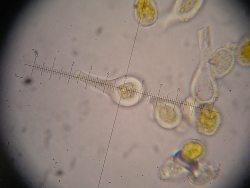 1000er Cassons (63).JPG