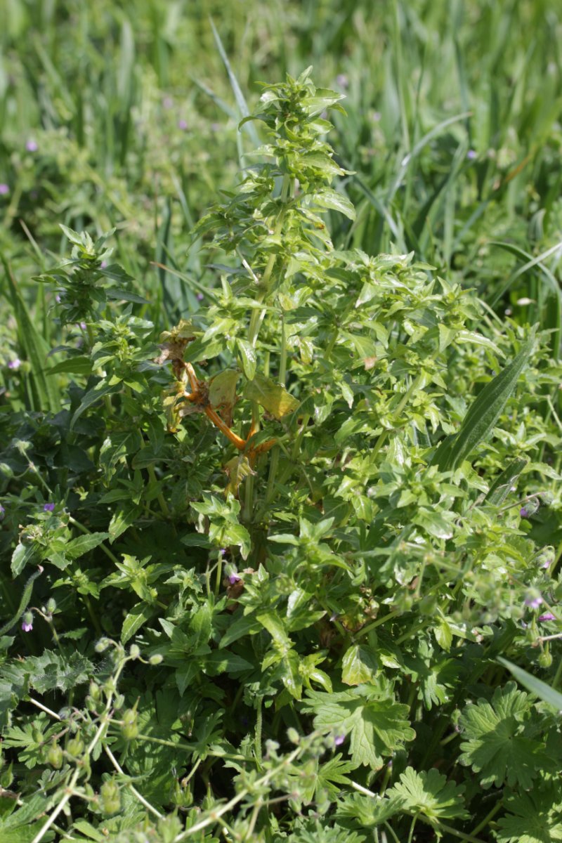 Rhein Duisburg-0001.jpg