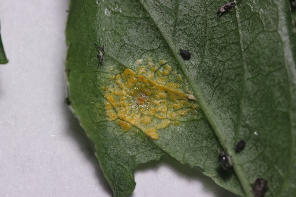 Rhein Duisburg-0071.jpg