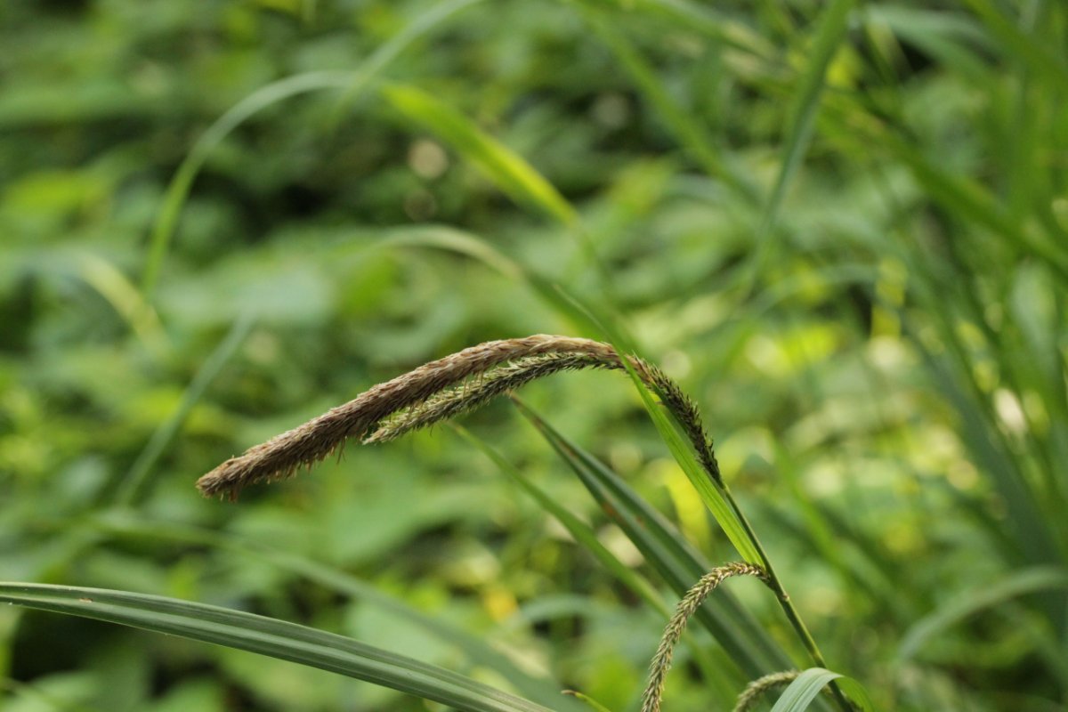 Botanischer Garten Duisburg-0020.jpg