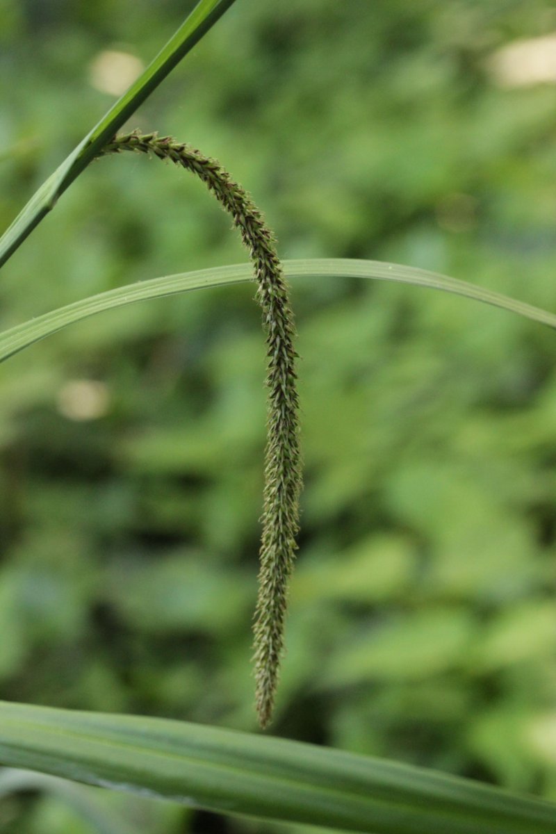 Botanischer Garten Duisburg-0021.jpg