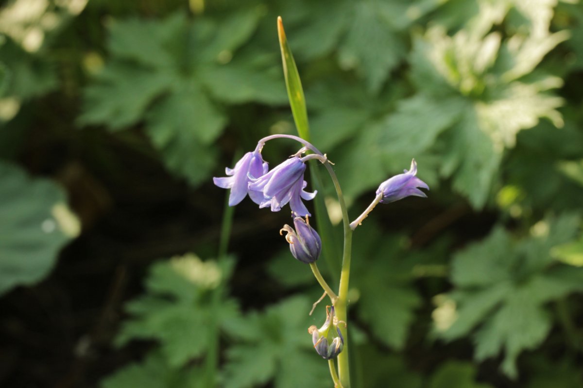 Botanischer Garten Duisburg-0023.jpg