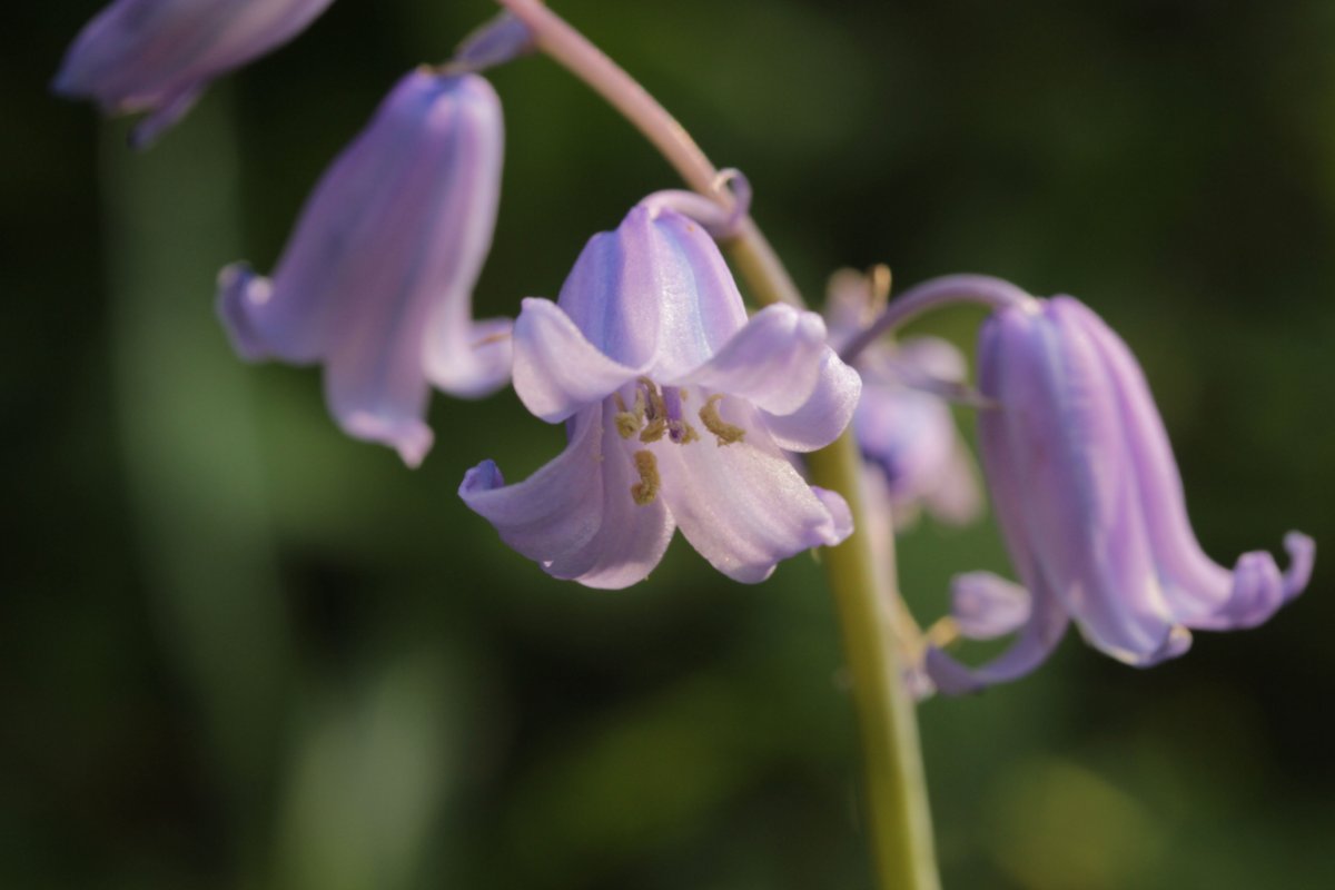 Botanischer Garten Duisburg-0025.jpg