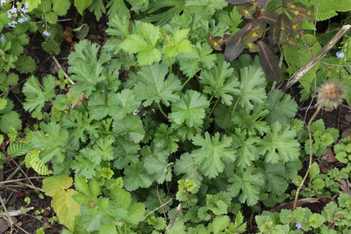 Botanischer Garten Duisburg-0037.jpg