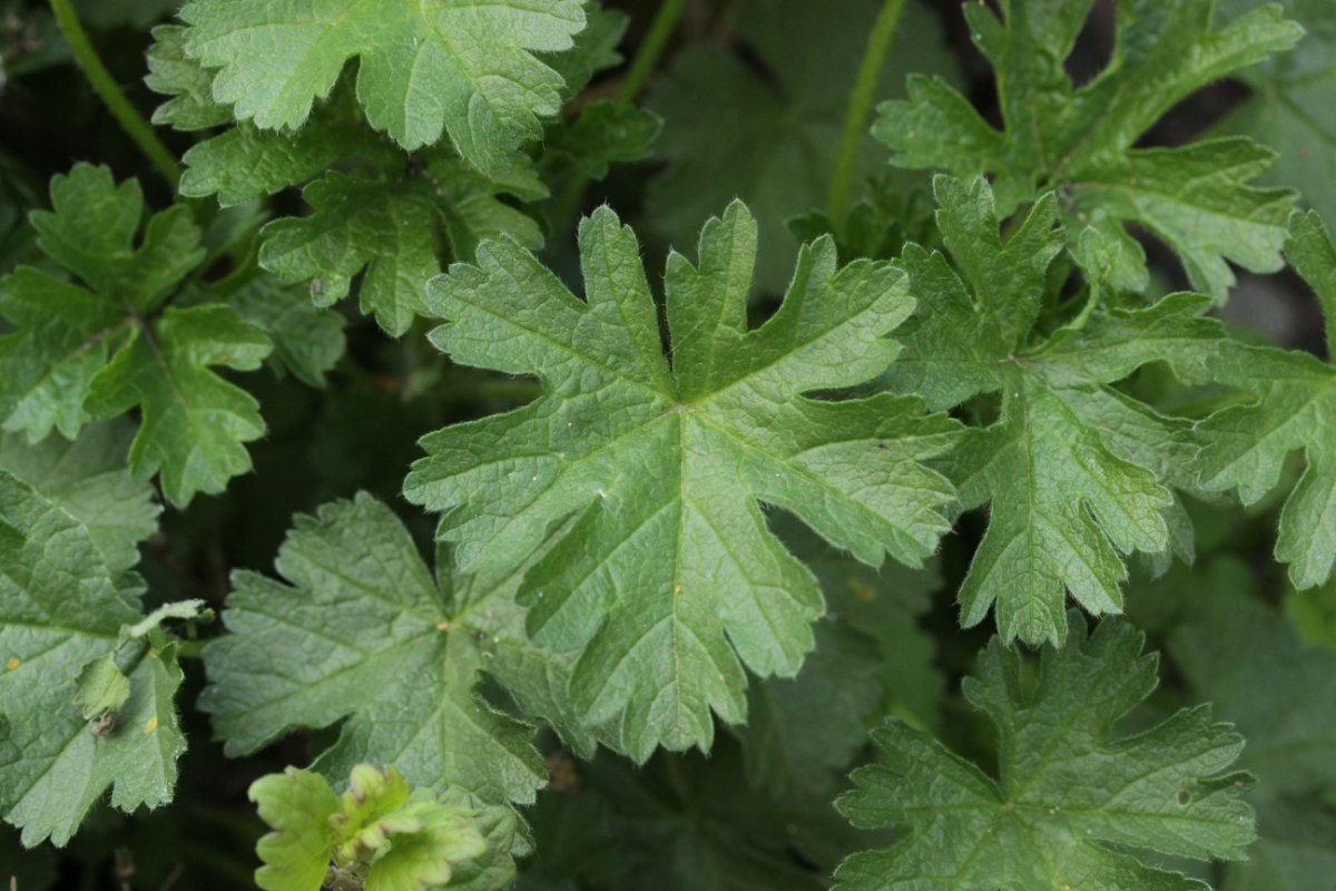Botanischer Garten Duisburg-0039.jpg