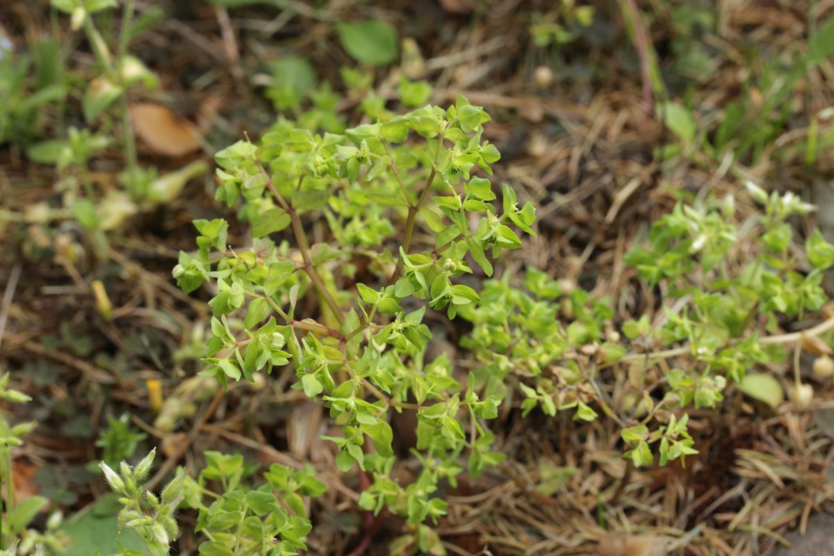 Botanischer Garten Duisburg-0045.jpg
