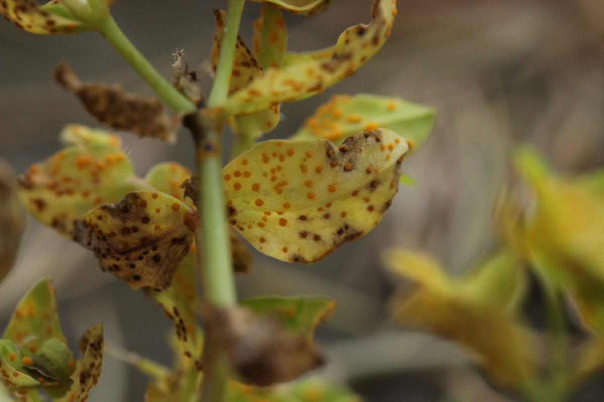 Botanischer Garten Duisburg-0051.jpg