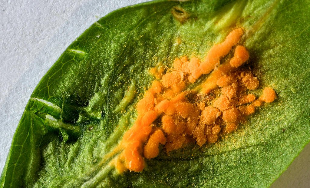 mit 90mm Makroobjektiv