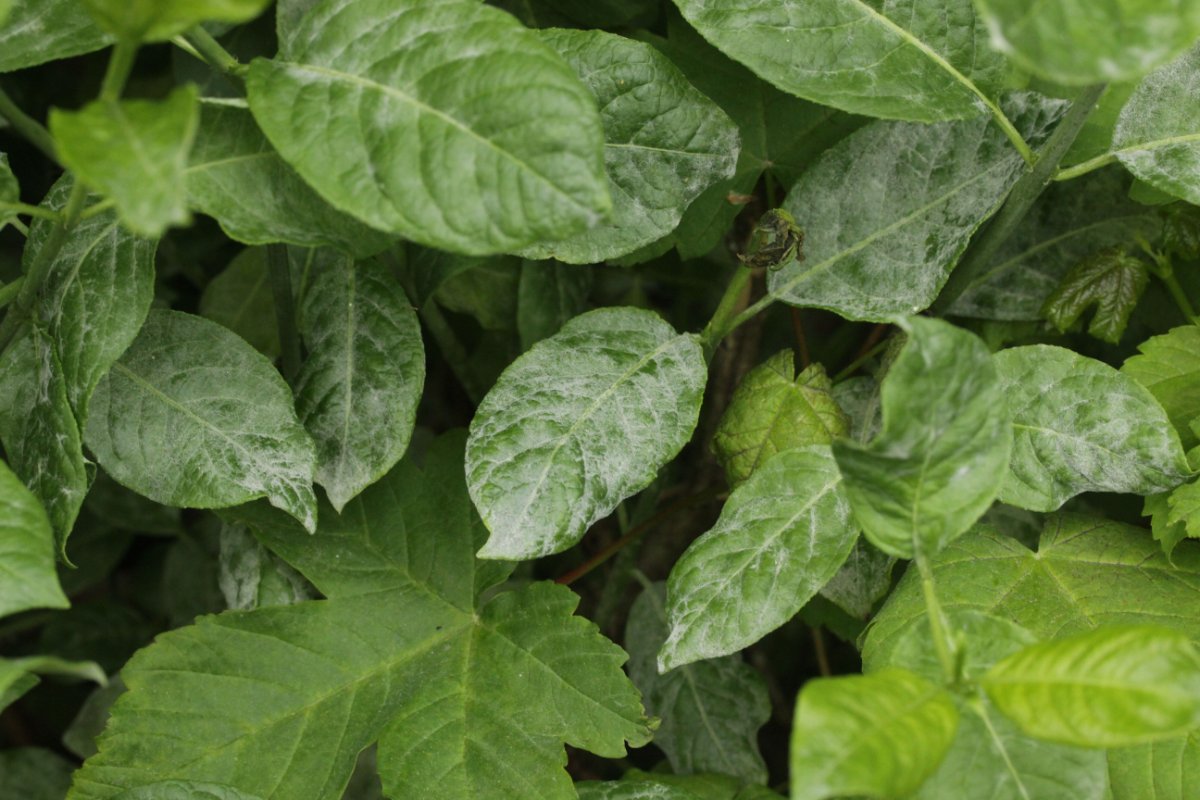 Hildener Heide-0005.jpg