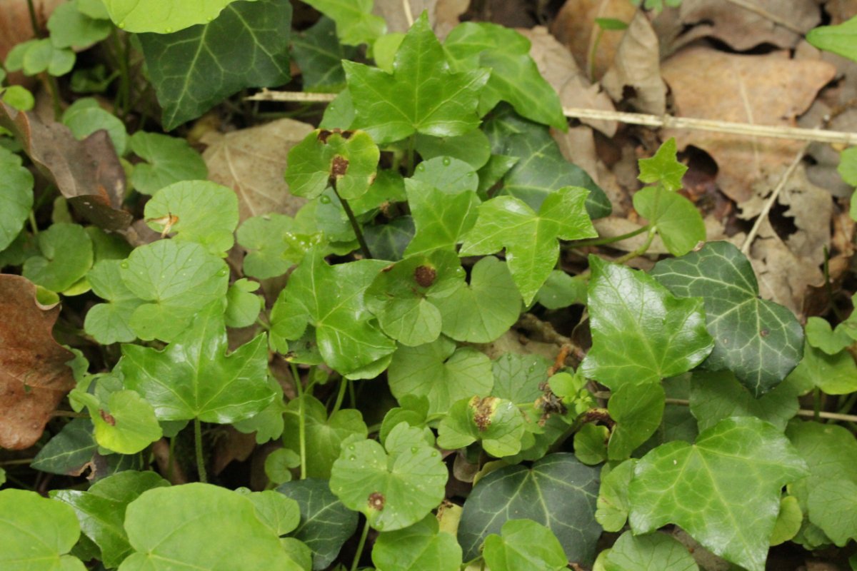 Hildener Heide-0007.jpg