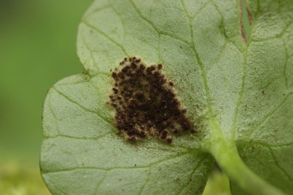 Hildener Heide-0008.jpg
