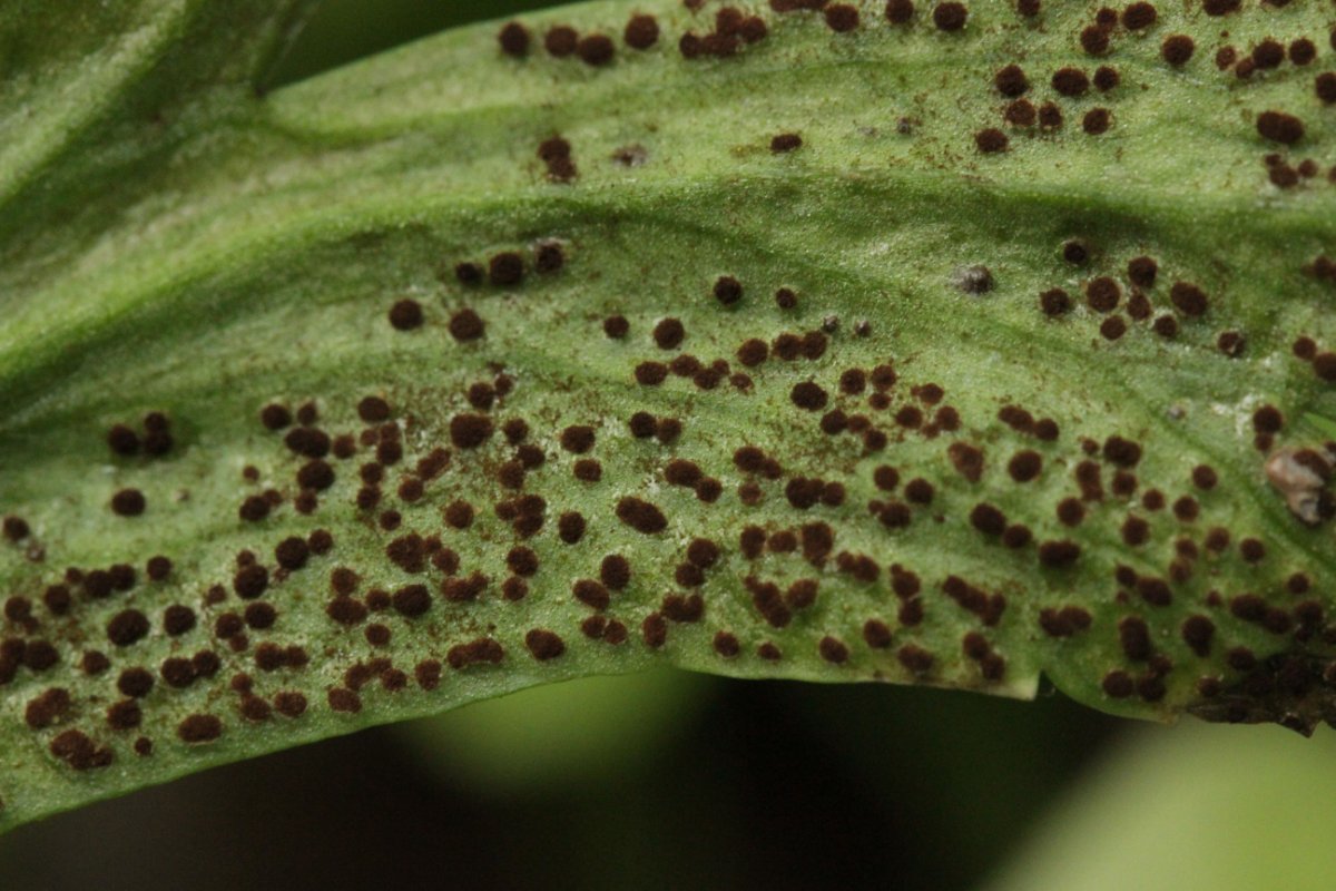 Hildener Heide-0012.jpg