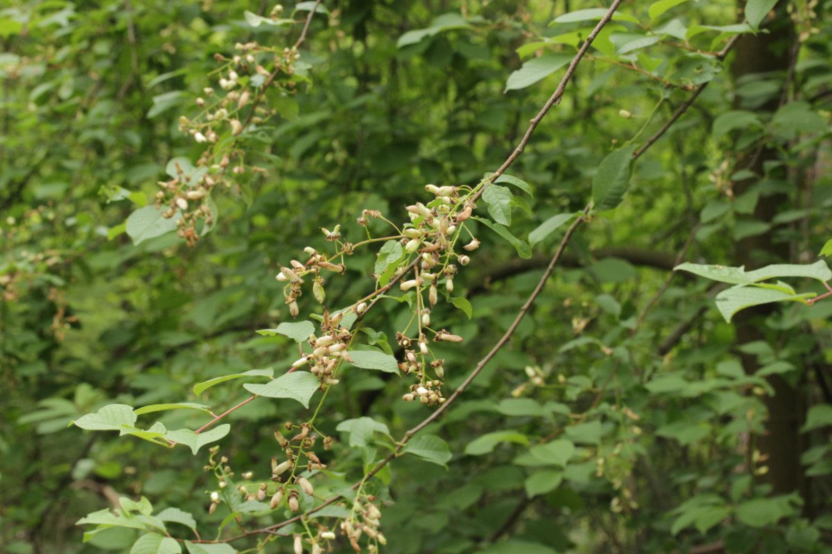 Hildener Heide-0095.jpg