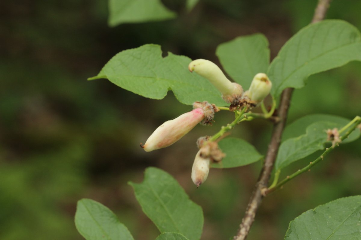 Hildener Heide-0098.jpg