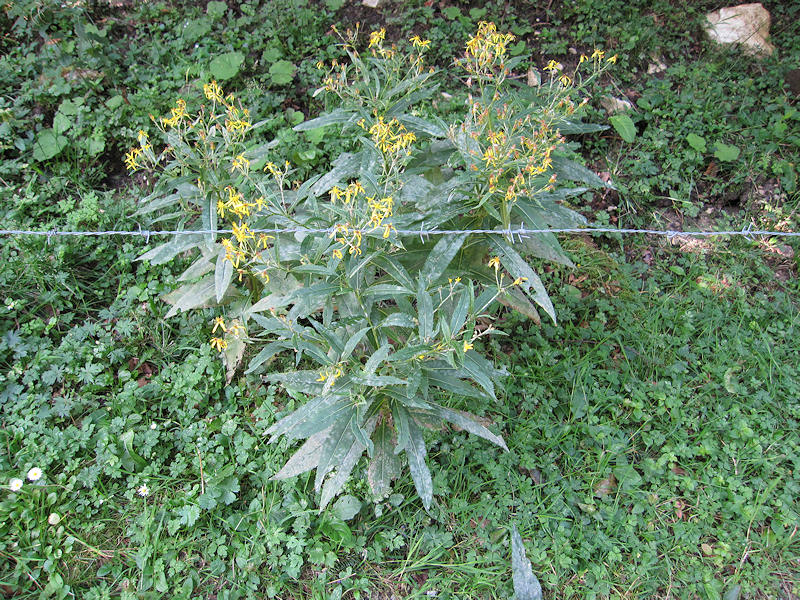 Sphaerotheca_fusca_Senecio_ovatus_1.jpg