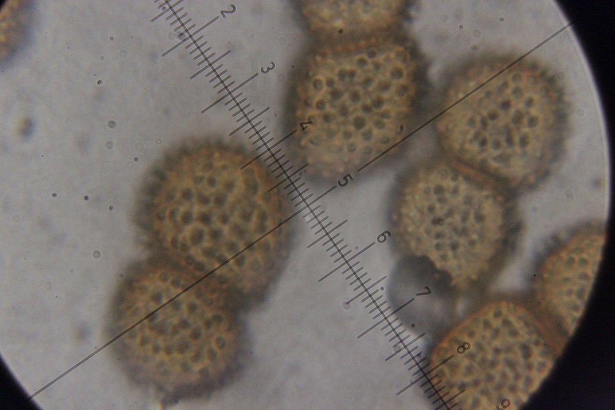 Hildener Heide-0112.jpg