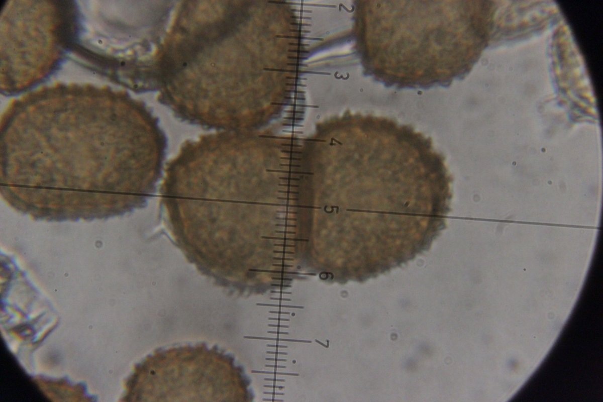 Hildener Heide-0113.jpg