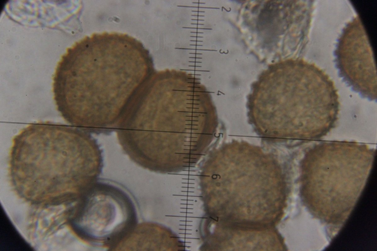 Hildener Heide-0114.jpg