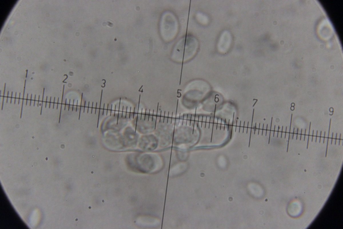 Hildener Heide-0122.jpg