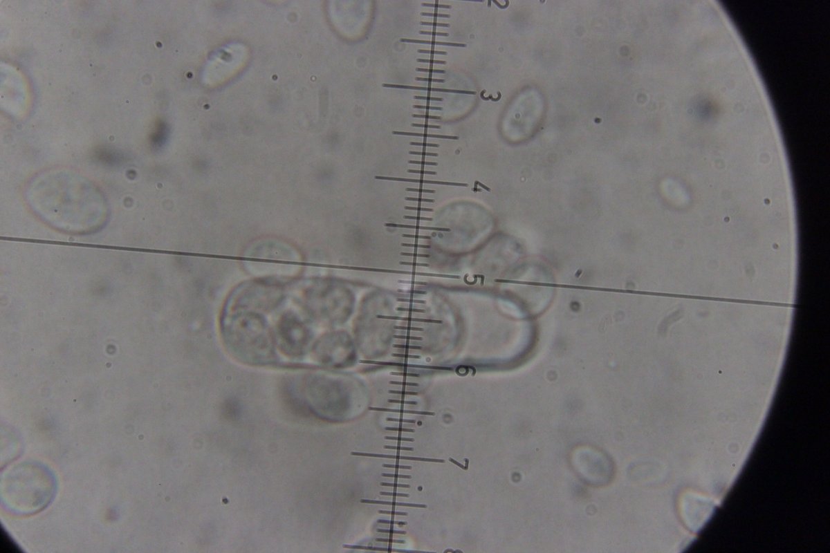 Hildener Heide-0123.jpg