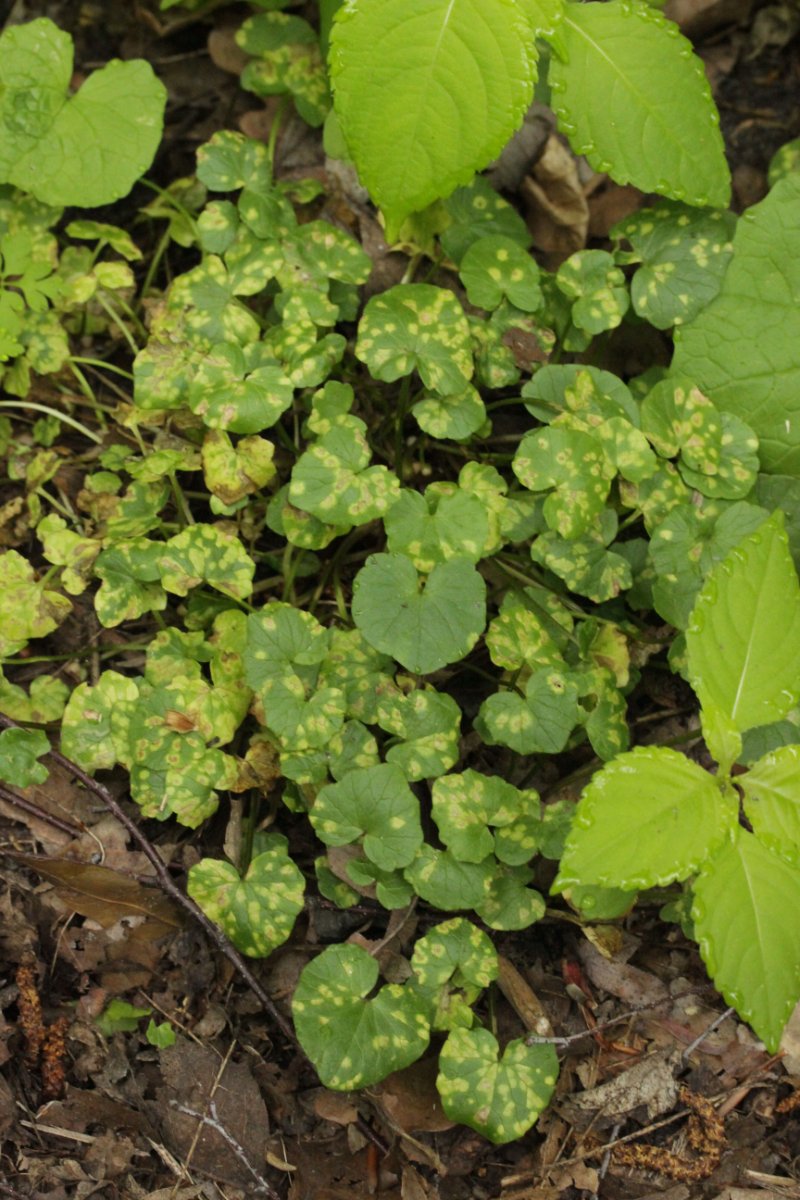 Hildener Heide-0001.jpg