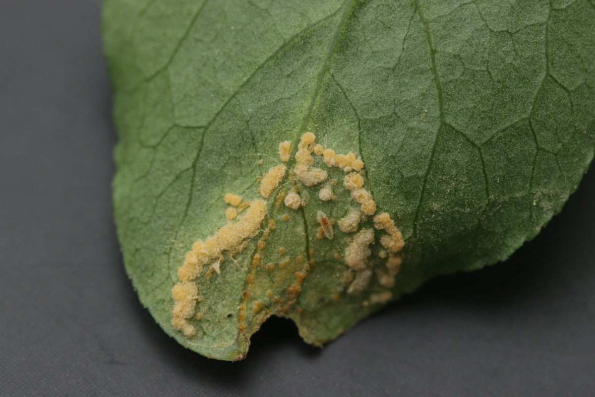 Hildener Heide-0019.jpg