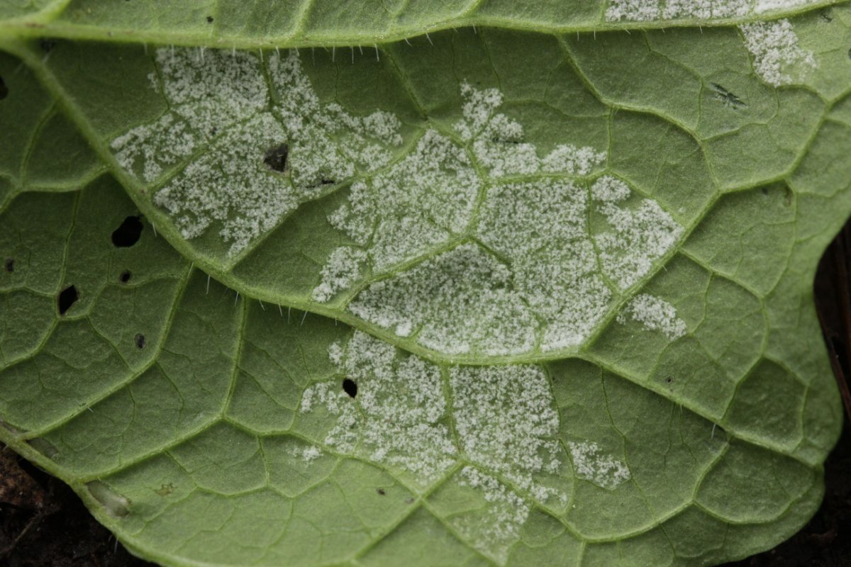 Hildener Heide-0047.jpg