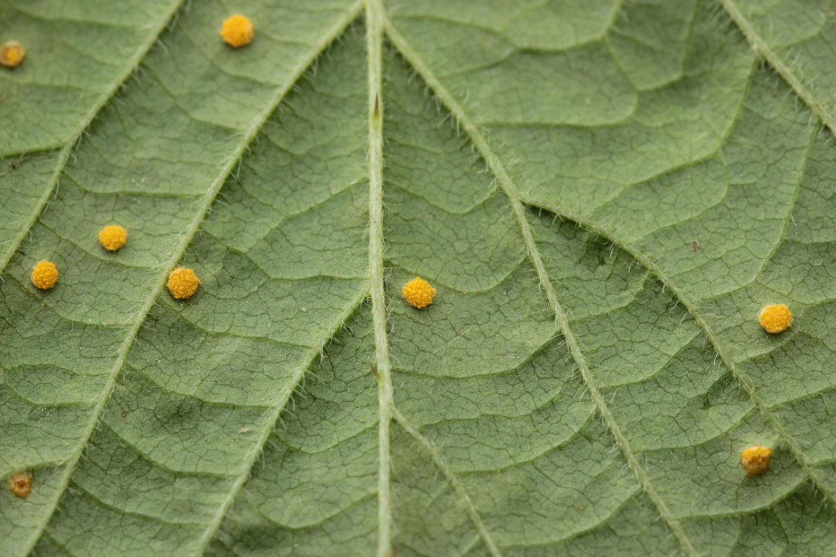 Hildener Heide-0064.jpg