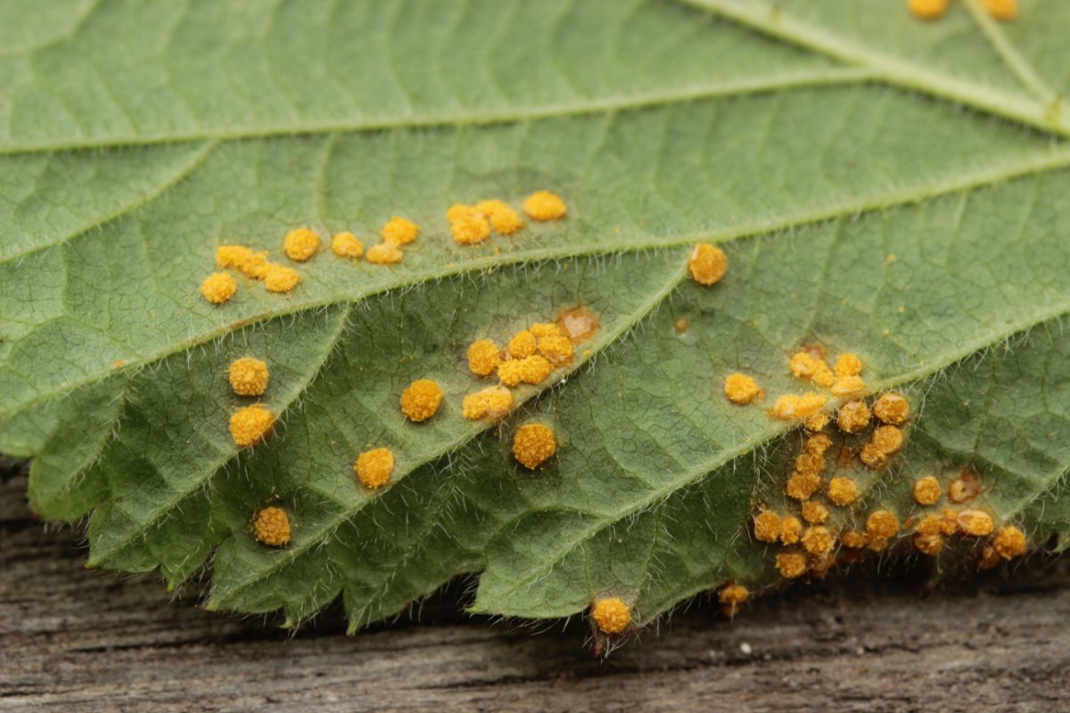 Hildener Heide-0067.jpg