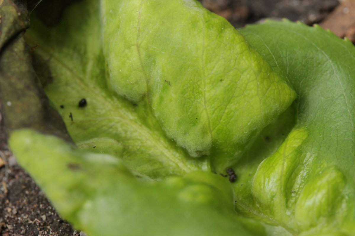 Hildener Heide-0080.jpg