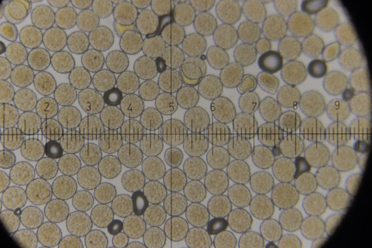 Hildener Heide-0116.jpg