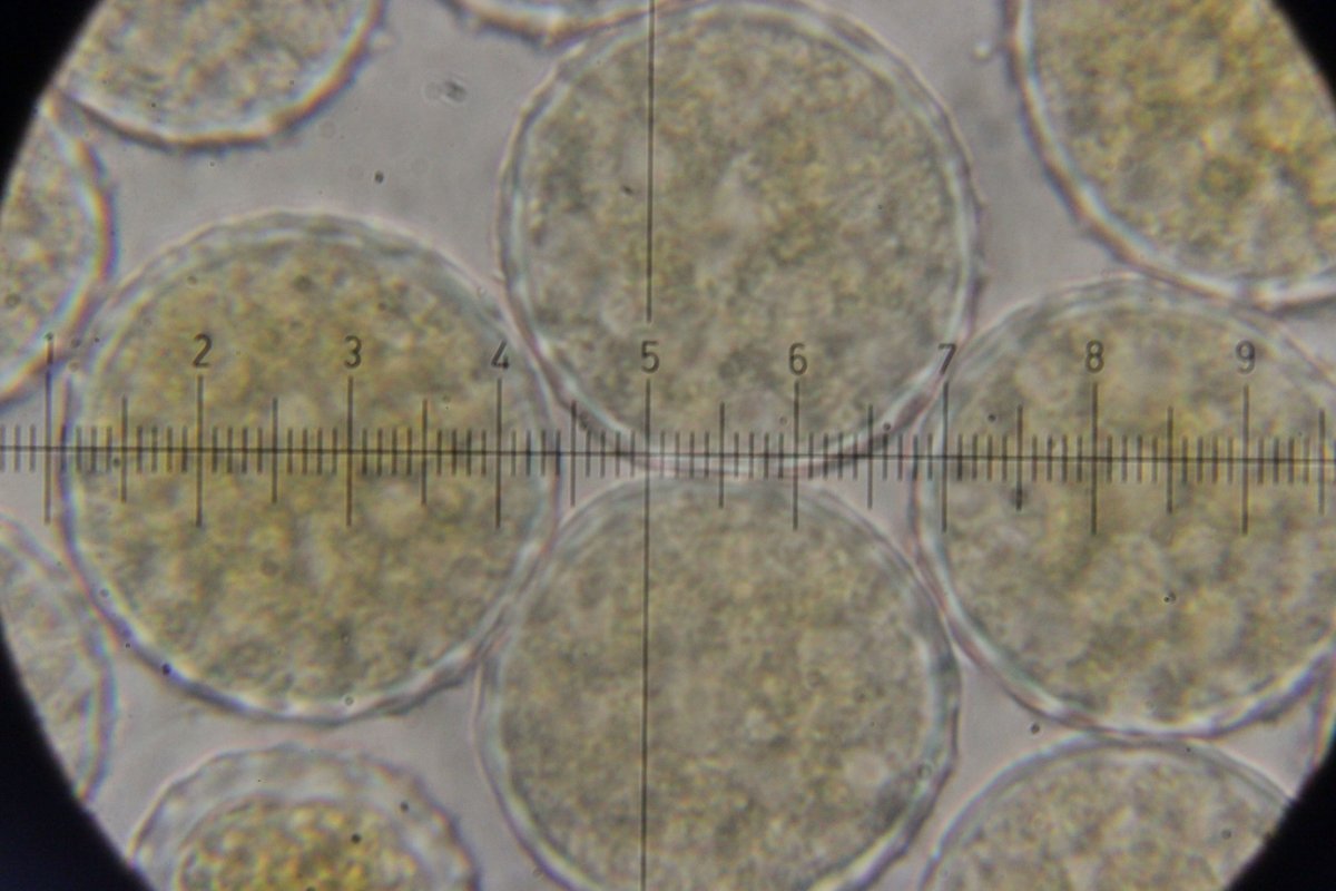 Hildener Heide-0117.jpg