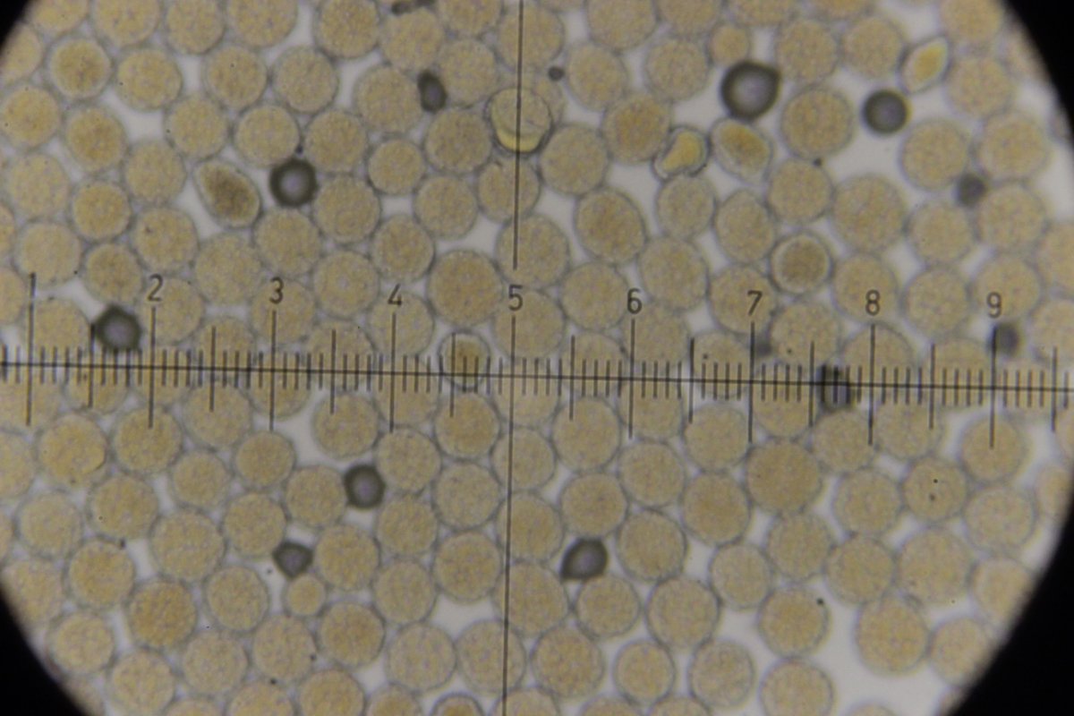 Hildener Heide-0120.jpg